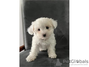 Photo №1. maltese dog - for sale in the city of Франкенберг | 425$ | Announcement № 99127