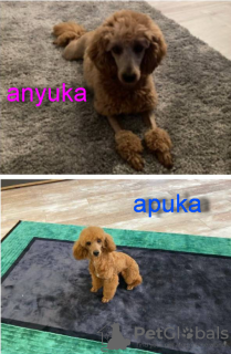 Photo №4. I will sell poodle (dwarf) in the city of Nagykőrös. breeder - price - 634$