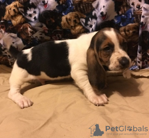 Photo №1. non-pedigree dogs - for sale in the city of Leipzig | 581$ | Announcement № 127111