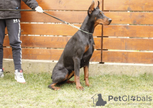 Photo №4. I will sell dobermann in the city of Belgrade. private announcement - price - negotiated