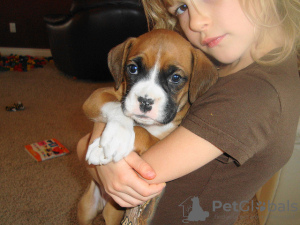 Photo №1. boxer - for sale in the city of Berlin | 317$ | Announcement № 70884