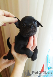 Photo №4. I will sell chihuahua in the city of Калифорния Сити. breeder - price - 255$