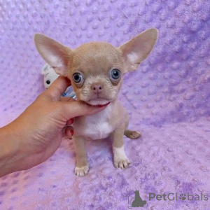 Photo №2 to announcement № 138633 for the sale of chihuahua - buy in United States breeder