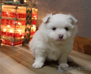 Photo №1. pomeranian - for sale in the city of Zug | Is free | Announcement № 17412
