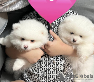 Additional photos: Pomeranian puppies