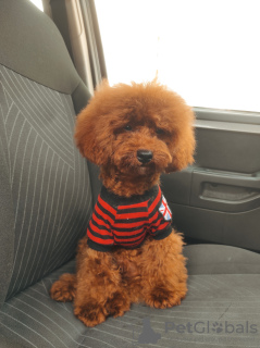 Photo №1. poodle (toy) - for sale in the city of Khmelnitsky | 845$ | Announcement № 53069
