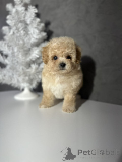 Photo №1.  - for sale in the city of Helsinki | 516$ | Announcement № 164029