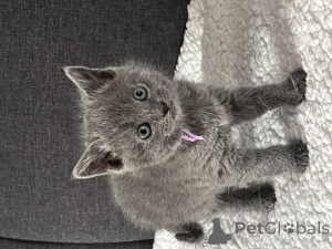 Photo №1. chartreux - for sale in the city of Limbourg | Is free | Announcement № 162475