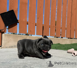 Photo №1. french bulldog - for sale in the city of Nereta | negotiated | Announcement № 111606