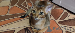 Photo №1. abyssinian cat - for sale in the city of Cherepovets | 743$ | Announcement № 11468