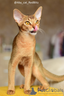 Photo №3. Abyssinian kitten-girl from the cattery with documents. Russian Federation
