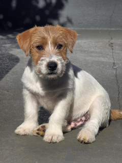 Photo №2 to announcement № 171876 for the sale of jack russell terrier - buy in Germany private announcement, breeder