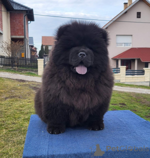 Photo №4. I will sell chow chow in the city of Loznica. private announcement - price - negotiated