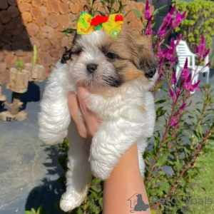 Photo №1. shih tzu - for sale in the city of Erottaja | 402$ | Announcement № 84235