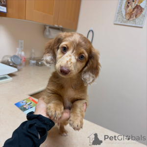 Photo №3. Adorable Long-Haired Dachshund Puppy for Sale Healthy, Loving & Ready for His. Germany