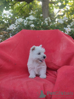 Photo №4. I will sell west highland white terrier in the city of Krapkowice. breeder - price - 2642$