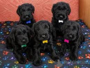 Photo №2 to announcement № 173094 for the sale of giant schnauzer - buy in Sweden private announcement, breeder