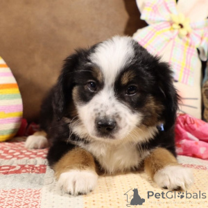 Photo №1. australian shepherd - for sale in the city of Bayerbach | 847$ | Announcement № 150541