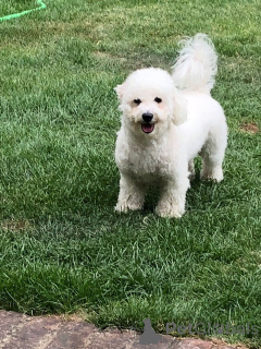 Photo №1. bichon frise - for sale in the city of Böbingen-on-Remes | 424$ | Announcement № 149753