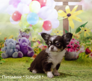 Photo №1. chihuahua - for sale in the city of Krivoy Rog | 330$ | Announcement № 6055