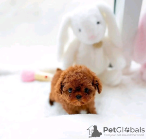 Photo №2 to announcement № 120139 for the sale of poodle (toy) - buy in Finland private announcement, breeder