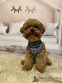 Photo №1. non-pedigree dogs - for sale in the city of Berlin | 1239$ | Announcement № 158841