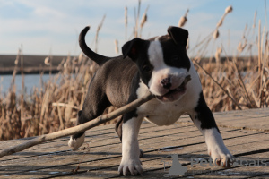 Additional photos: American staffordshire terrier
