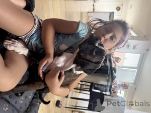 Photo №3. Boxer Female Puppy Omaela Harmony, FCI registered. Slovakia