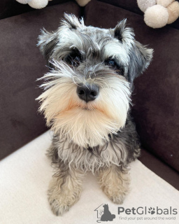 Photo №2 to announcement № 123984 for the sale of schnauzer - buy in Spain breeder