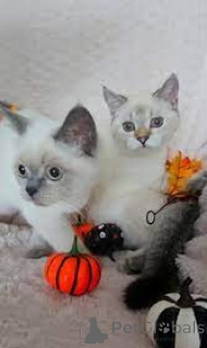 Photo №1. scottish straight - for sale in the city of Helsinki | 723$ | Announcement № 161075