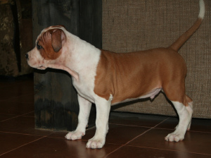 Photo №1. american staffordshire terrier - for sale in the city of Gatchina | 712$ | Announcement № 4271