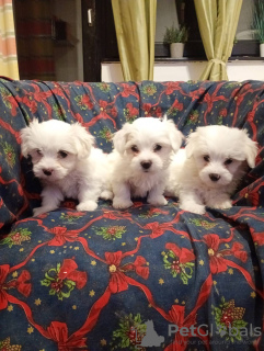 Photo №2 to announcement № 130658 for the sale of coton de tulear - buy in Serbia breeder