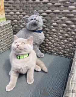 Photo №3. High-Definition Cuteness. Finland