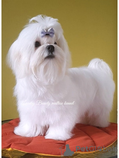Photo №4. I will sell maltese dog in the city of Kiev. from nursery - price - 800$