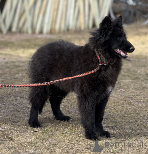 Photo №2 to announcement № 135463 for the sale of groenendael dog - buy in Latvia private announcement