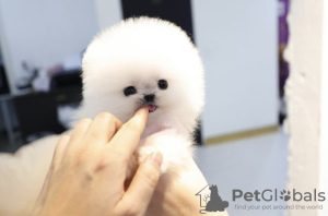 Photo №4. I will sell pomeranian in the city of San Francisco. private announcement - price - 400$