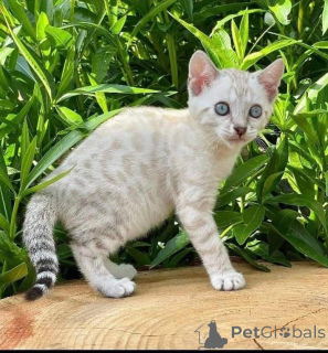 Photo №1. bengal cat - for sale in the city of ANSUBRG | 413$ | Announcement № 160914