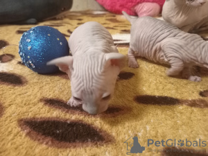 Photo №1. sphynx-katze - for sale in the city of Krivoy Rog | 206$ | Announcement № 30232