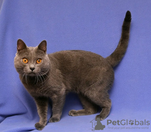 Photo №1. chartreux - for sale in the city of Paris | negotiated | Announcement № 123140