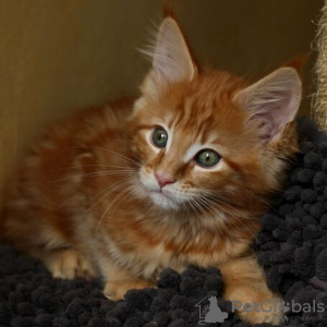 Photo №3. Schattige Main coon Kitten 2 beschikbaar en klaar om te gaan.. Belgium
