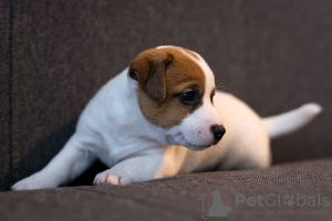 Photo №2 to announcement № 14500 for the sale of jack russell terrier - buy in Belarus from nursery