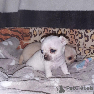 Photo №1. chihuahua - for sale in the city of Los Angeles | 250$ | Announcement № 53189