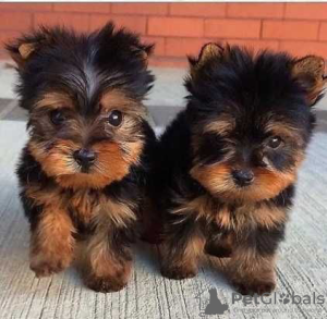 Photo №1. yorkshire terrier - for sale in the city of Chicago | 1$ | Announcement № 87462