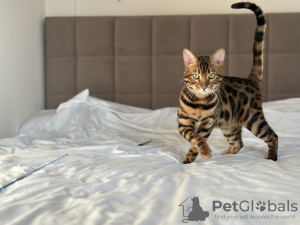 Photo №1. bengal cat - for sale in the city of Florida | negotiated | Announcement № 125549