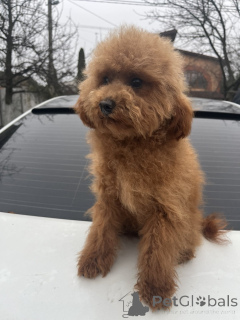 Photo №2 to announcement № 160236 for the sale of poodle (toy) - buy in Ukraine private announcement, from nursery, breeder
