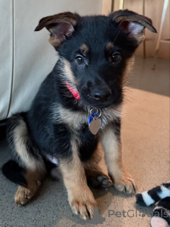 Photo №1. german shepherd - for sale in the city of Basel | negotiated | Announcement № 163768