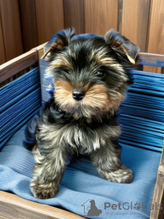 Photo №2 to announcement № 94981 for the sale of yorkshire terrier - buy in Russian Federation breeder