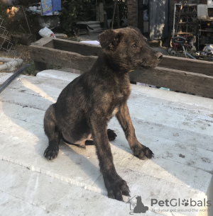 Photo №2 to announcement № 7500 for the sale of non-pedigree dogs - buy in Russian Federation private announcement