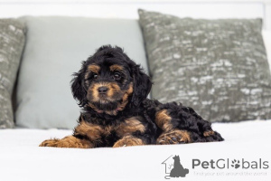 Photo №2 to announcement № 155592 for the sale of labradoodle - buy in Ireland private announcement