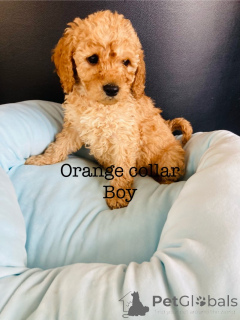 Photo №3. Stunning F1B cockapoo puppies. Germany